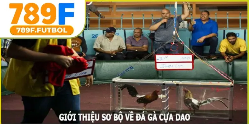 da-ga-cua-dao-01