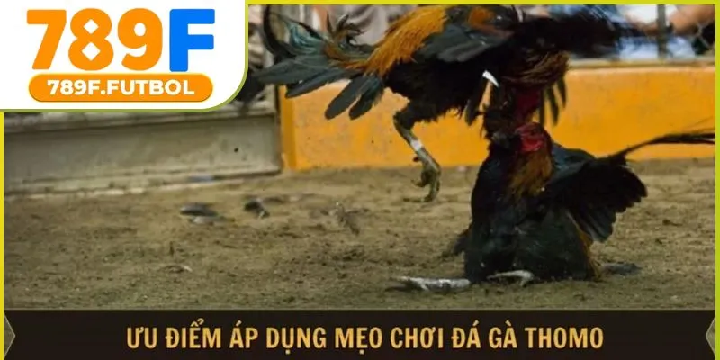 meo-choi-da-ga-thomo-01