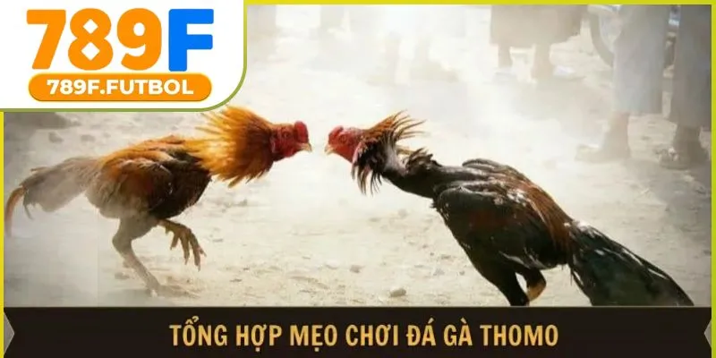 meo-choi-da-ga-thomo-02