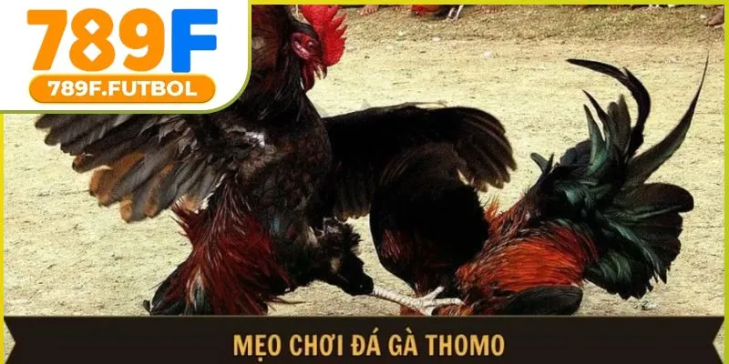 meo-choi-da-ga-thomo